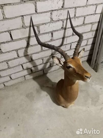 Трофеи охотничьи:Африка,европа.Рога оленей,косули
