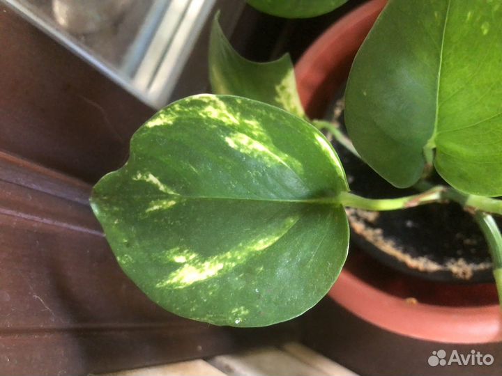 Сциндапсус