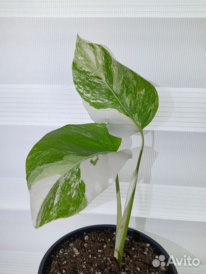 Монстера Альба