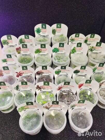 Меристемные растения для аквариума