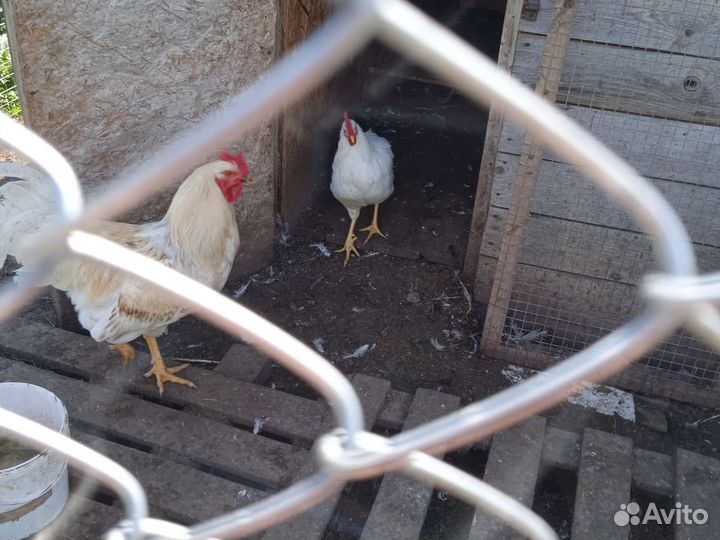 Домашние животные петухи