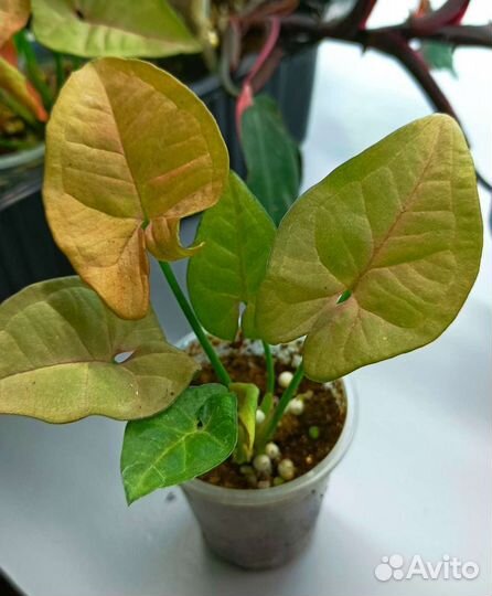 Сингониумы сортовые