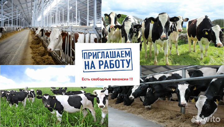 Оператор машинного доения