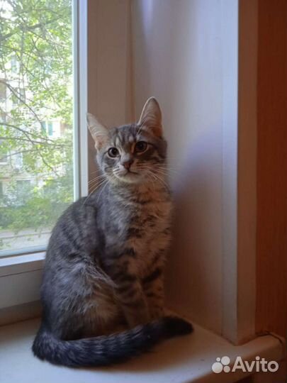 Котята приносящие удачу