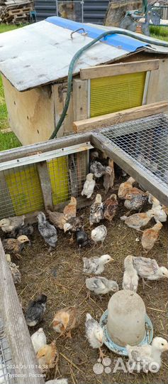 Цыплята несушки