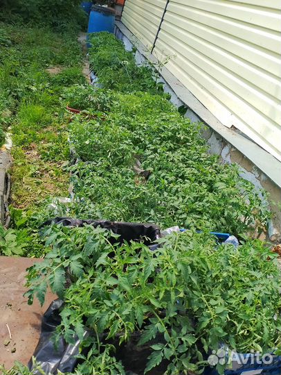 Рассада помидор, тамата