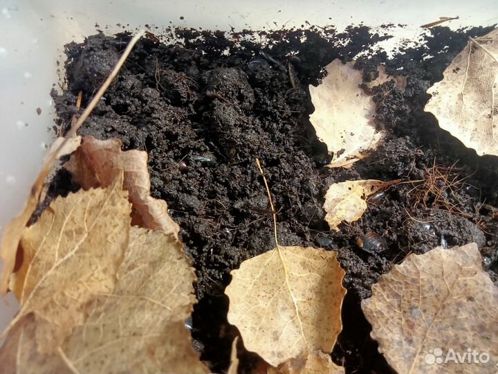 Кормовые тараканы Pycnoscelus nigra