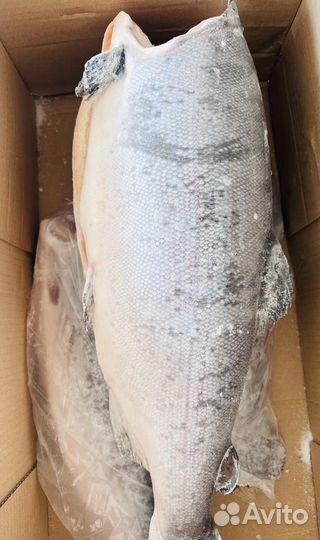 Кижуч Кохо Чили премиум