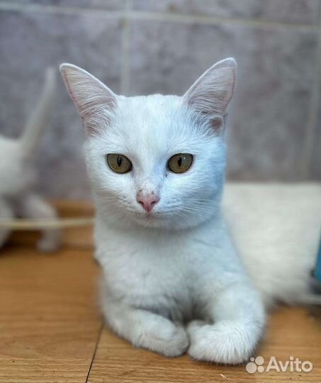 Молодая стерилизованная кошка