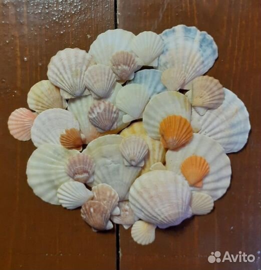 Морские ракушки