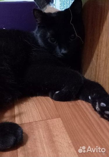 Шикарный котик