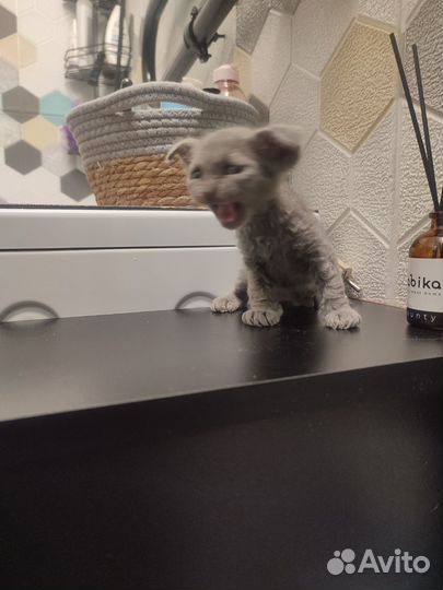 Котенок Серкилк- Рекс вислоухий кудрявый