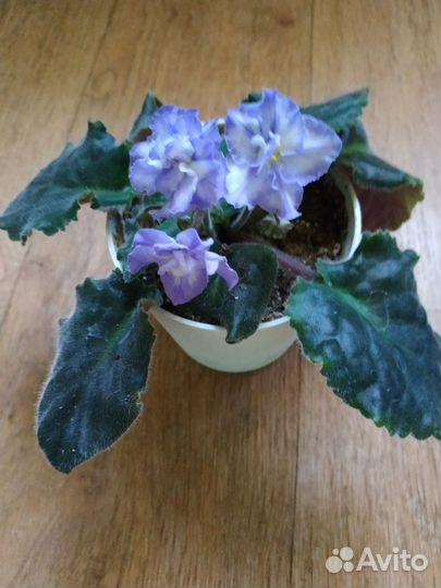 Фиалка в горшках