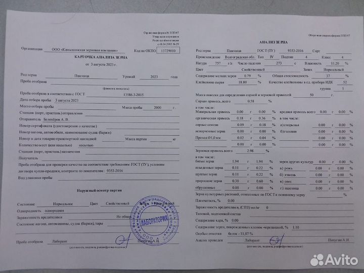 Озимая пшеница