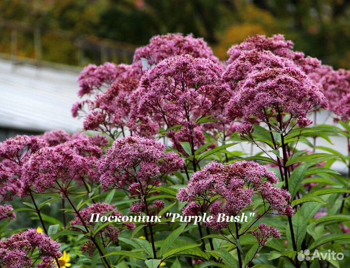 Многолетние Цветы для сада в Ассортименте