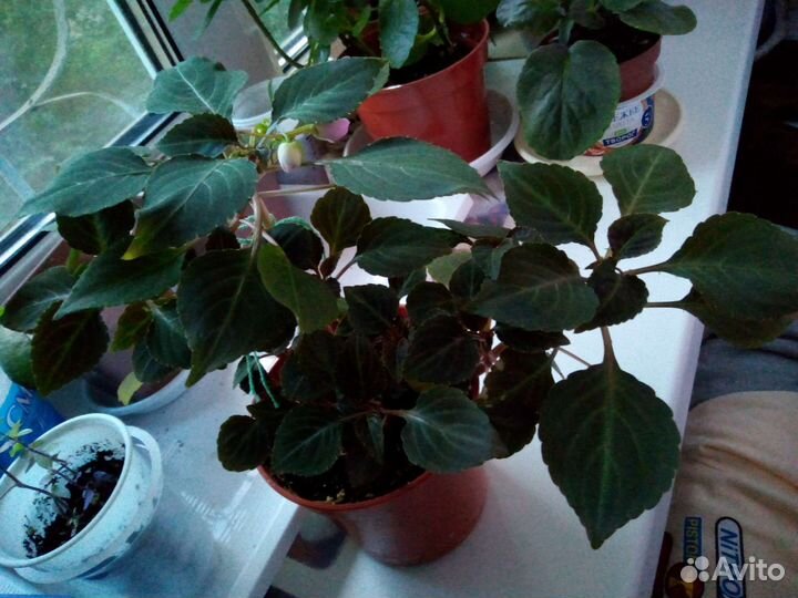 Комнатные цветы