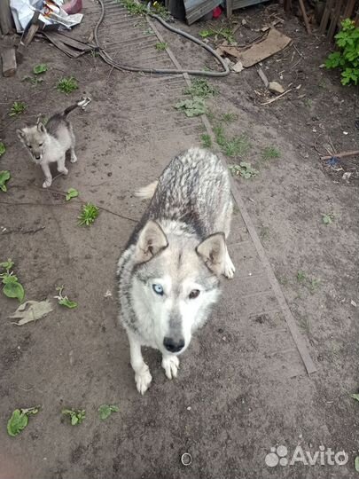 Хаски в добрые руки