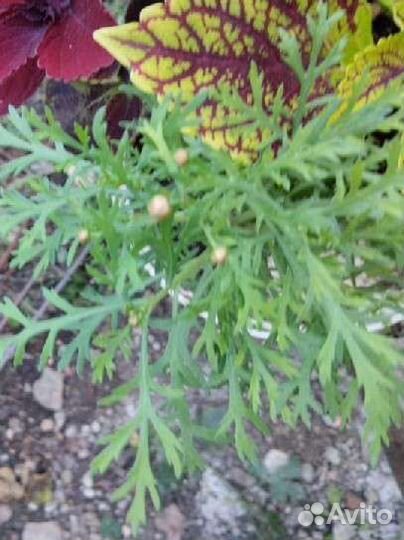 Колеусы комнатные растения композиция