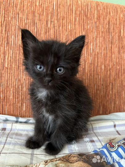 Отдам котенка в добрые руки