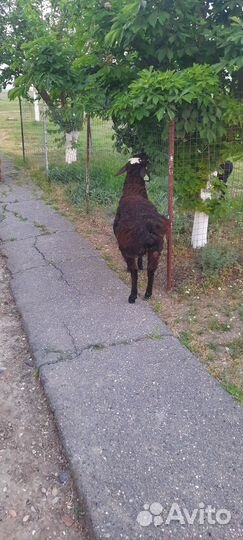 Баранчики на племя