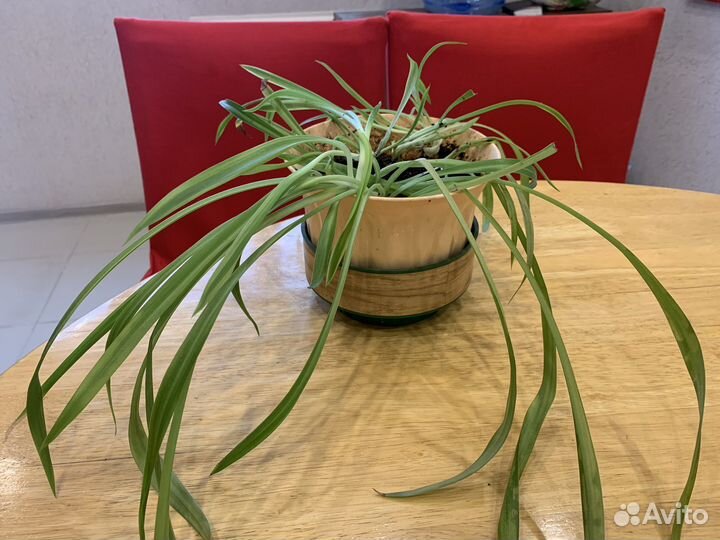 Хлорофитум