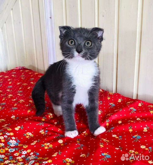 Милый котенок в добрые руки