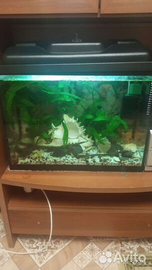 Аквариум