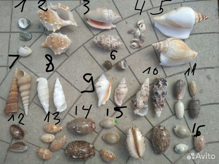 Морские ракушки раковины каури