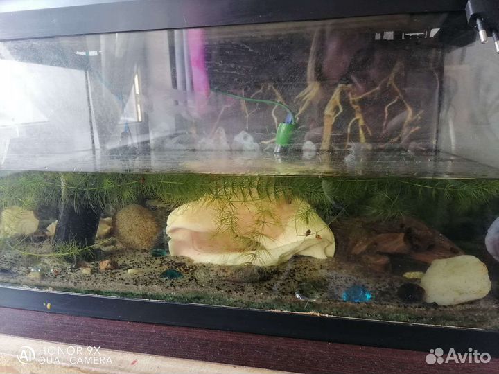Аквариум