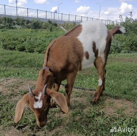 Нубийские козы