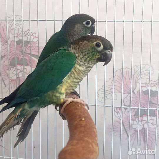 Попугай пирруры птенцы