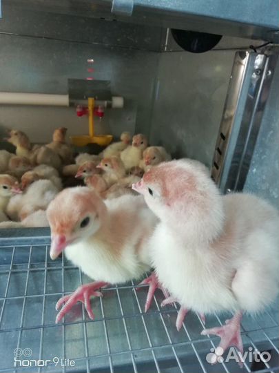 Индюшата Хайбрид Конвектор, Биг6, Бронза суточные