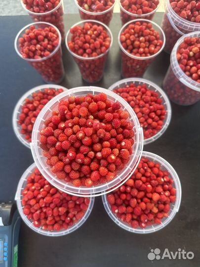 Земляника лесная