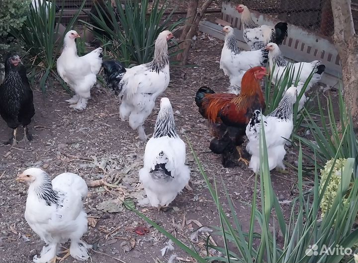 Куры и петухи брама