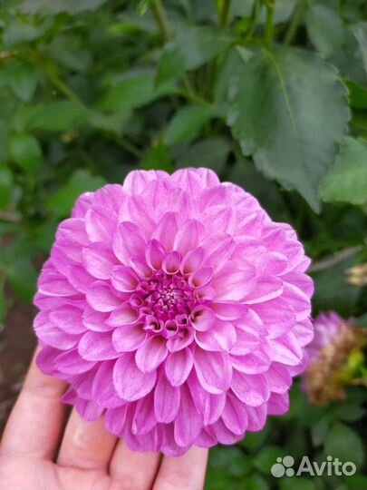 Корни цветов георгин