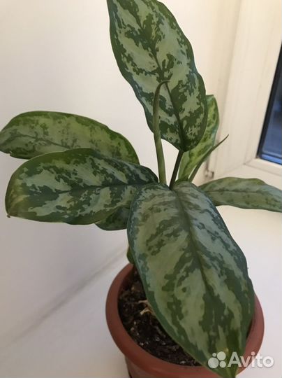 Комнатный цветок аглонема. Детка