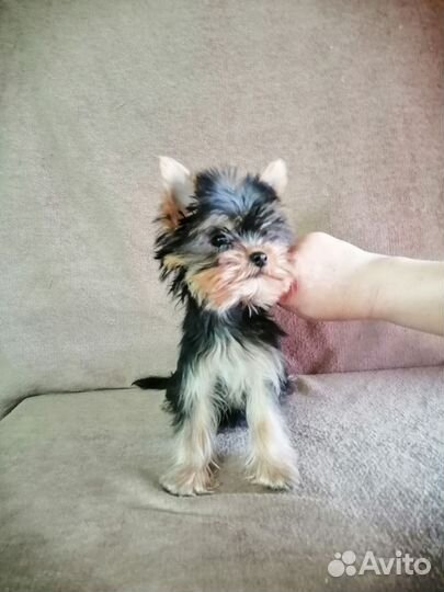 Йоркширский терьер