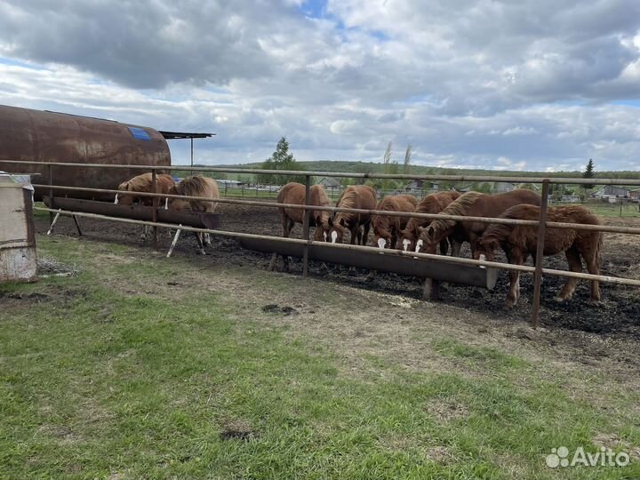 Кобылки на племя годовалые