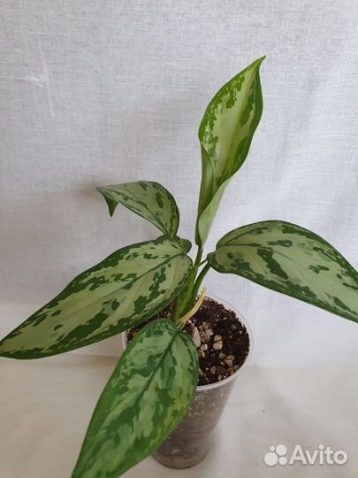 Аглаонема сильвер квин