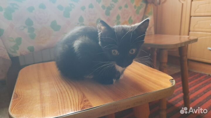 Отдам в добрые руки маленькую кошечку