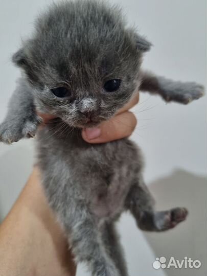 Котята смесь британской сер бристой и вислоухого