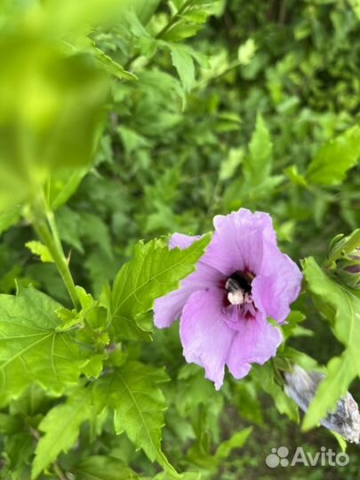 Гибискус сирийский