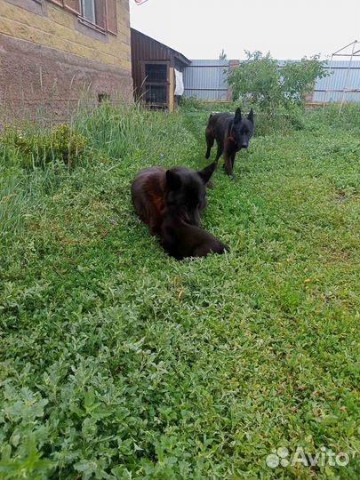 Продам щенков