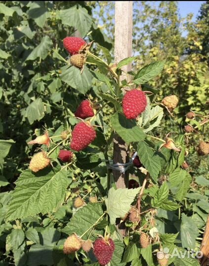 Саженцы малины полька