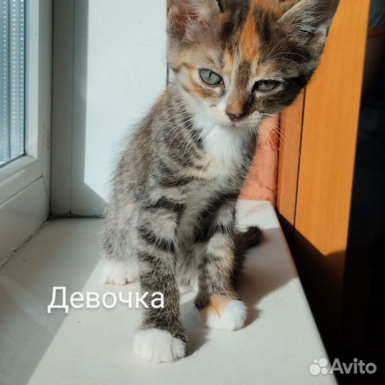 Котята в дар