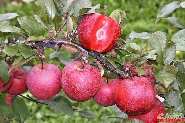 Яблоки красномясые