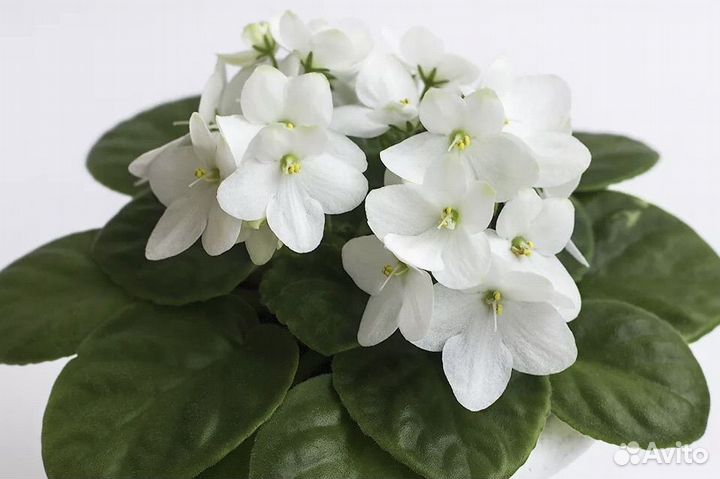 Фиалка Optimara и др