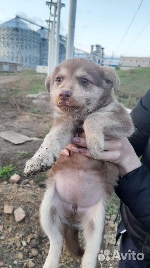 Щенки в добрые руки
