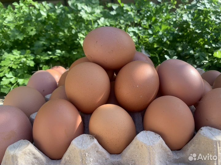 Яйцо домашнее куриное