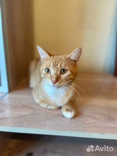 Кот ищет дом